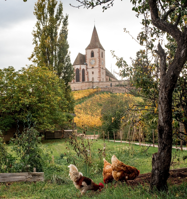 Vinhedos perto de Colmar (França) 