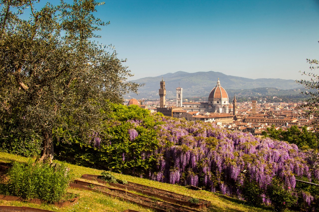 Italy, Tuscany, Florence, the city of Florence with the Duomo and the wisteria flowers in the Bardini garden.